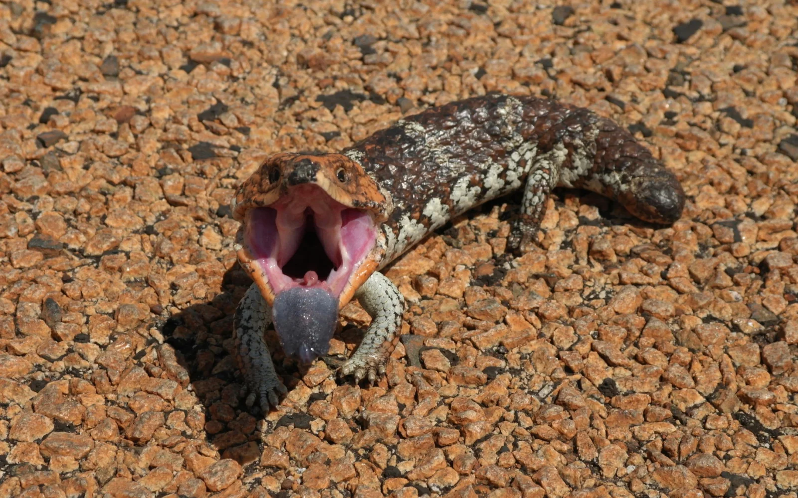 Tannenzapfenechse. Mit etwas Glück im Südwesten Australiens anzutreffen