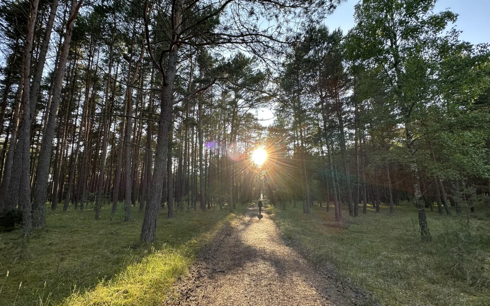 Uralte Kiefernwälder prägen das Bild auf der Kurischen Nehrung