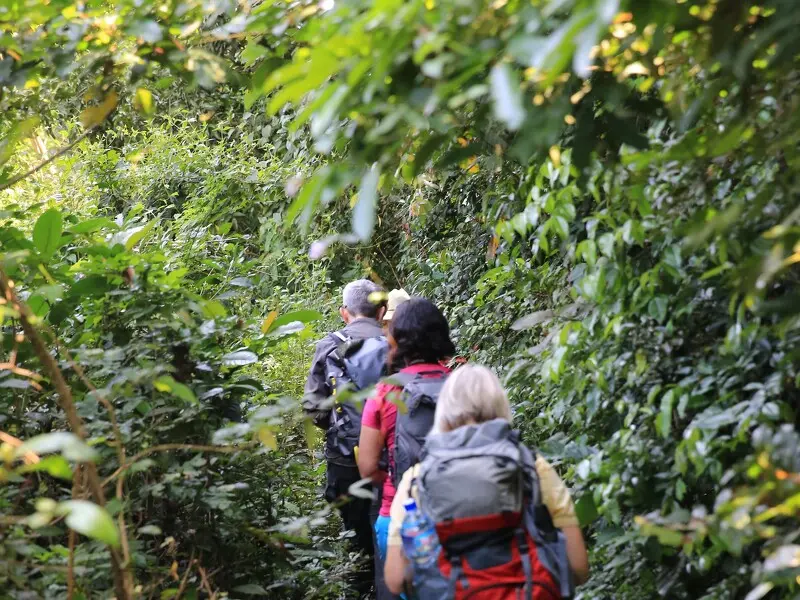 Wandergruppe auf einem schmalen Pfad durch den dichten Wald Westafrikas