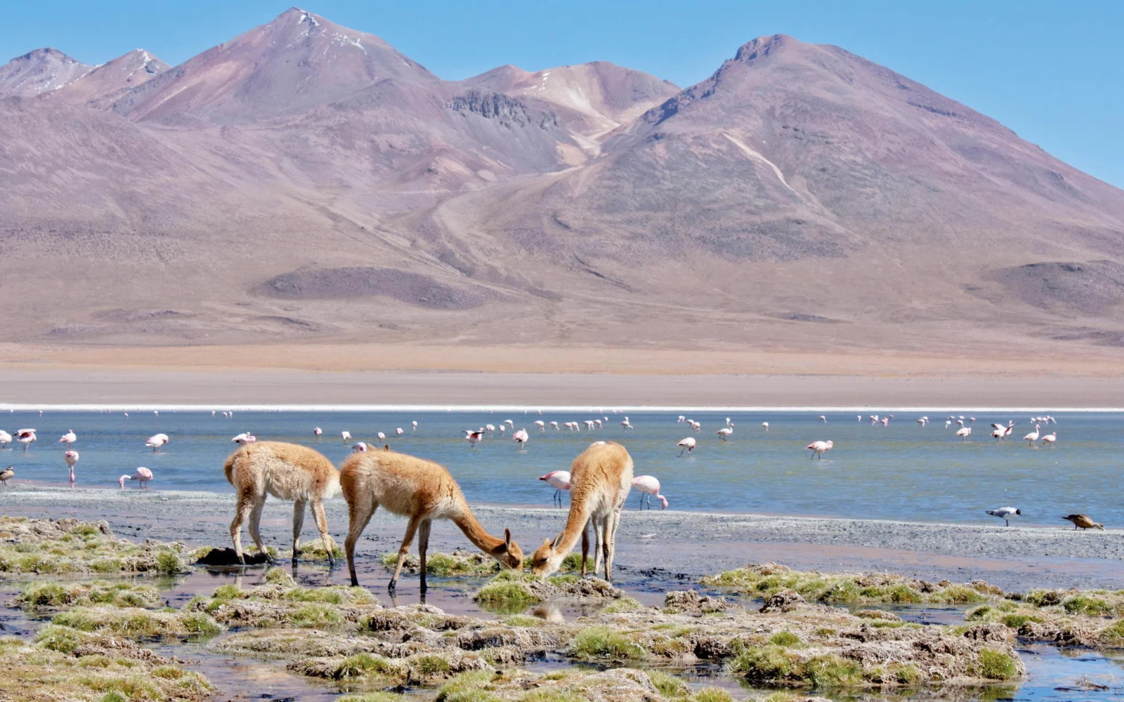 Flamingos und freilebende Vicuñas im der Andenhochebene (Foto: V. Weichsel)