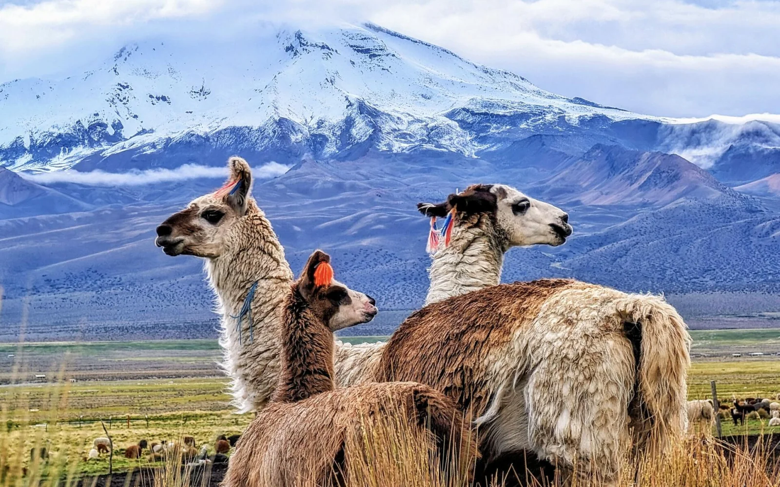 Auf der Hochebene begegnen Ihnen Lamas und Alpakas (Foto: J. Wirtz)