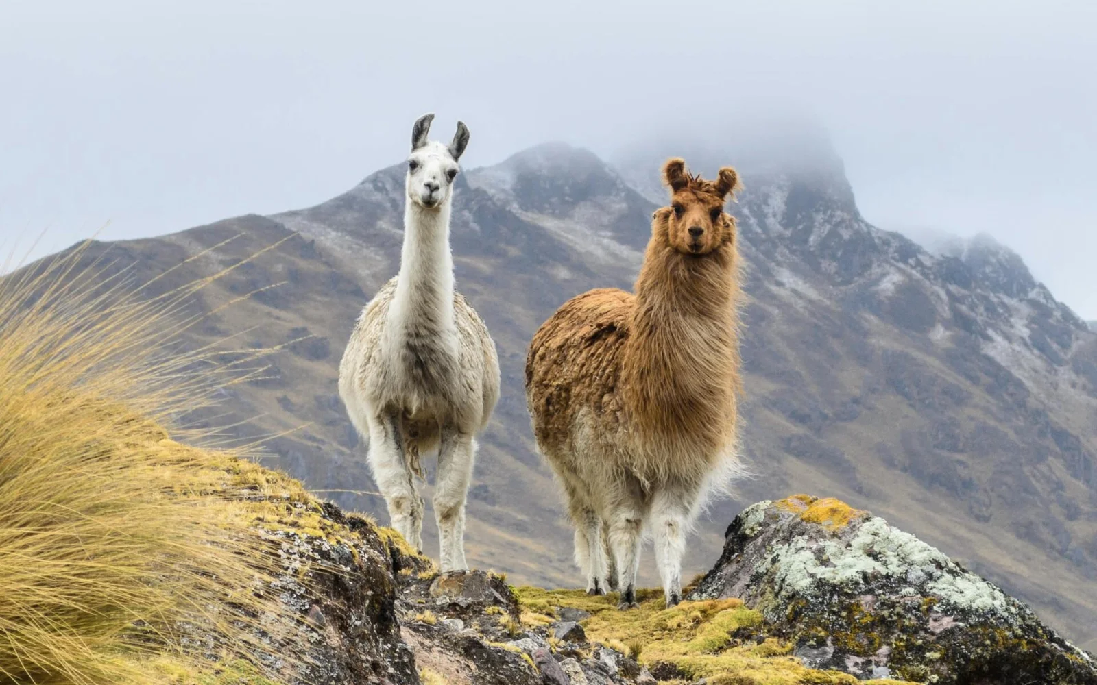 Begegnung mit Lamas und Alpakas im Andenhochland