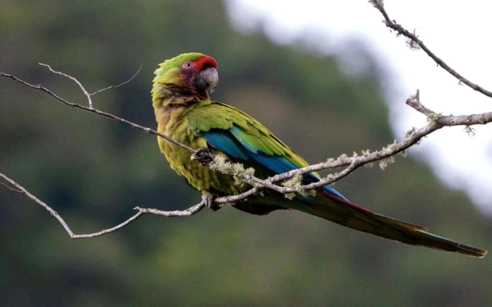 Die exotischen Vögel machen den Ort zu einem Paradies für Ornithologen