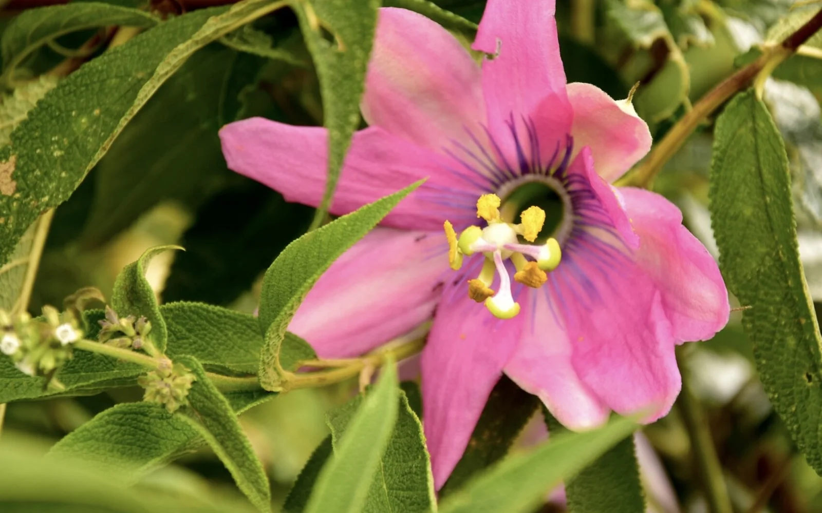 Eine vielfätige Fauna erwartet Sie im Nationalpark