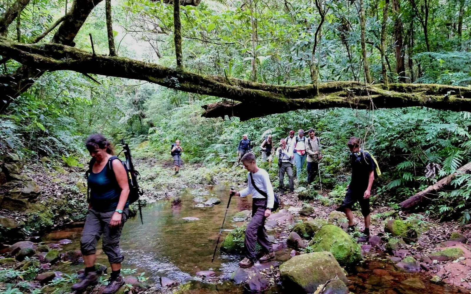 Möglichkeit für kleine bis anspruchsvolle Wanderungen durch den Regenwald