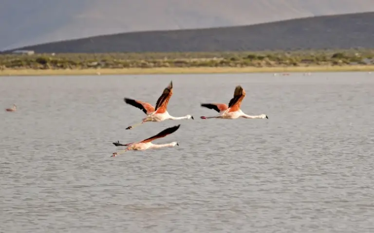 Salzsee, Vulkane und Flamingos auf der Fahrt nach Sajama