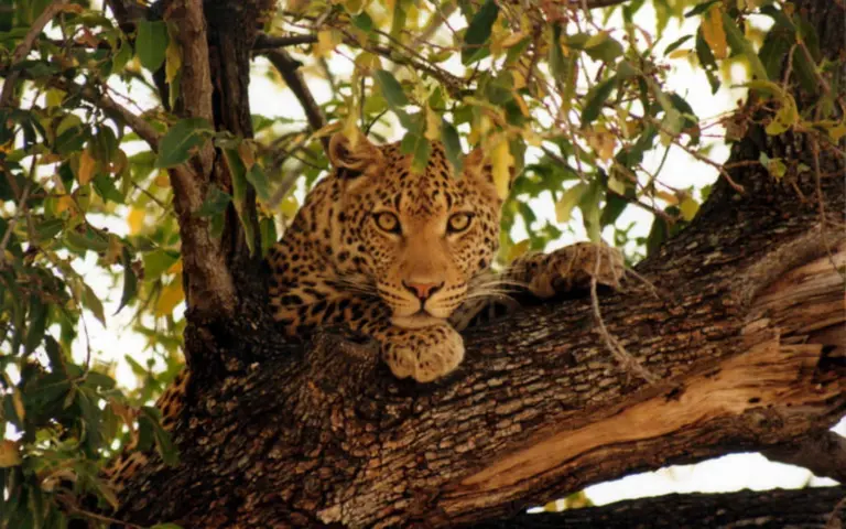 Im Moremi-Wildreservat wartet eine großartige Tierwelt mit guten Chancen auch Leoparden zu sehen zu bekommen.