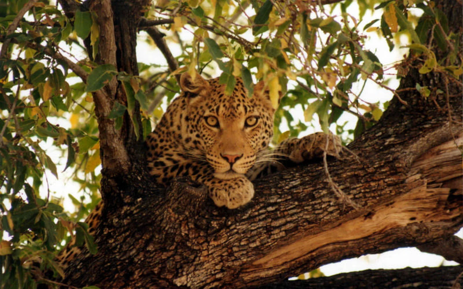 Im Moremi-Wildreservat wartet eine großartige Tierwelt mit guten Chancen auch Leoparden zu sehen zu bekommen.