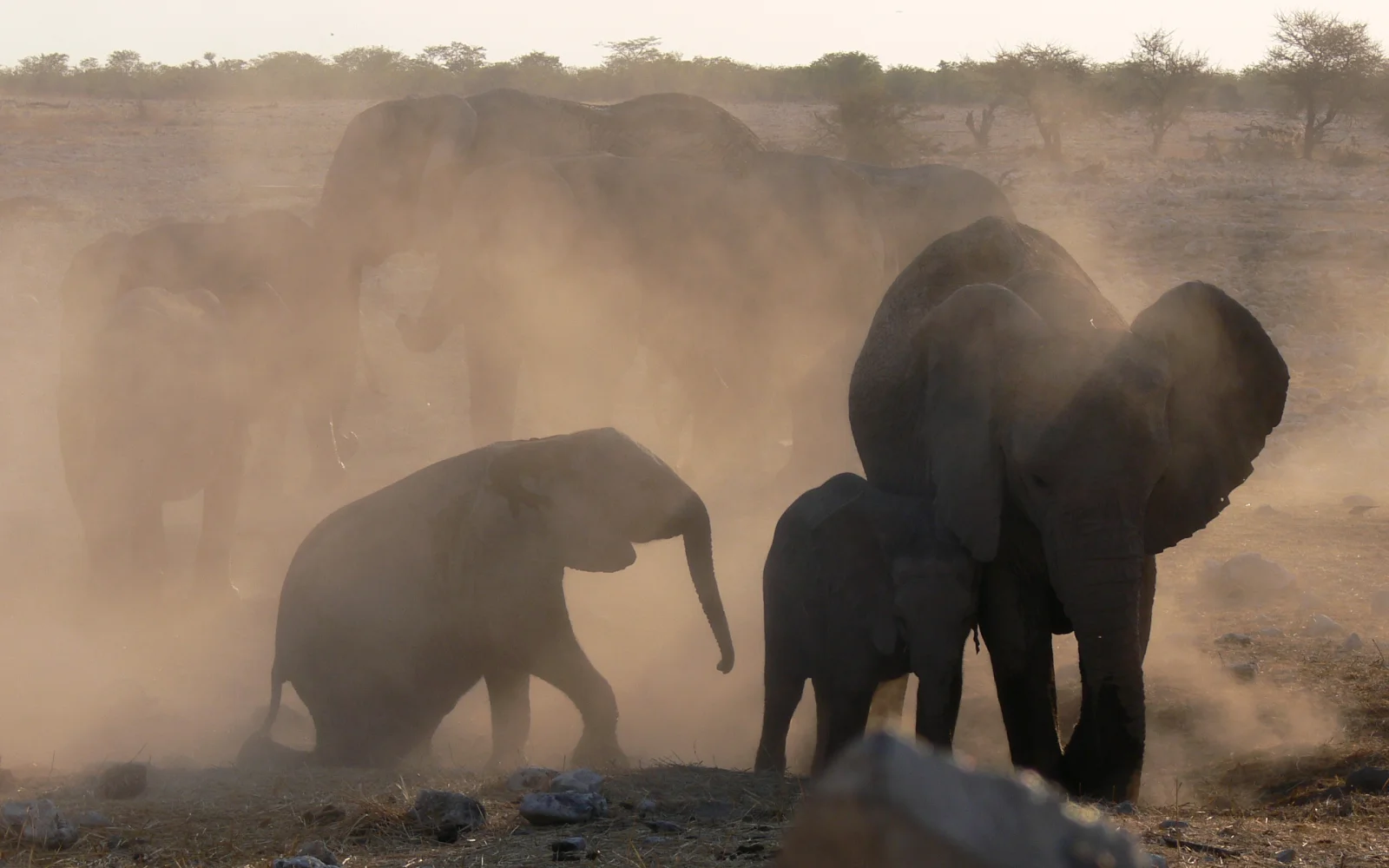 Hier im Chobe-Nationalpark bieten sich unvergleichliche Naturerlebnisse
