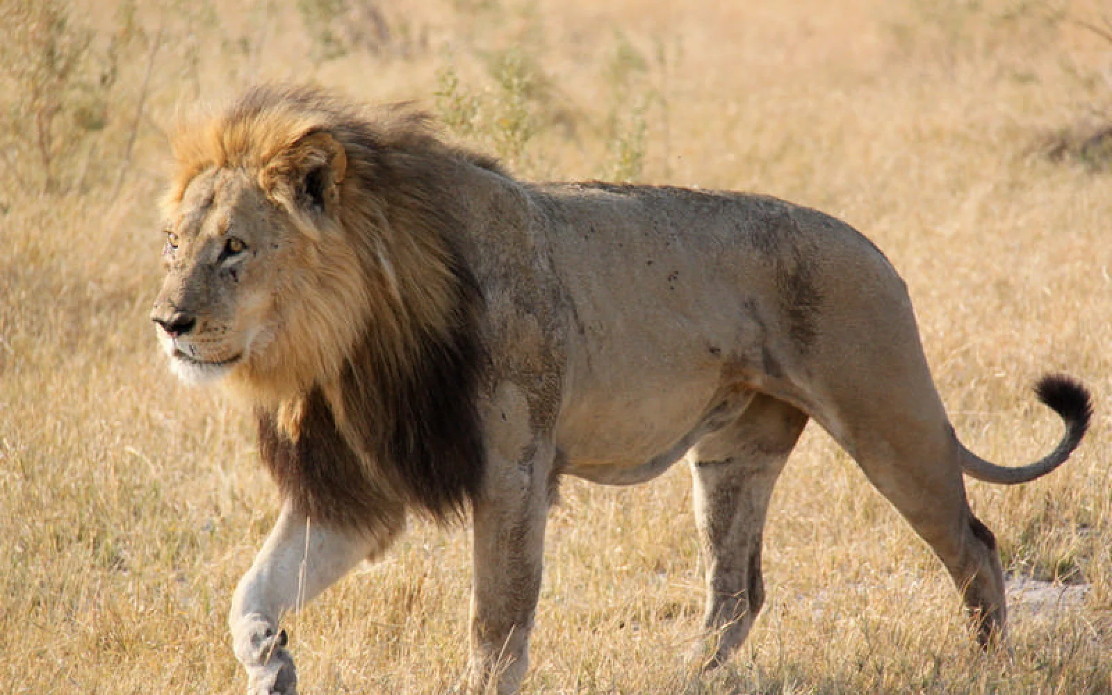 Im Central Kalahari Wildreservat geht es das erste Mal auf Pirschfahrt