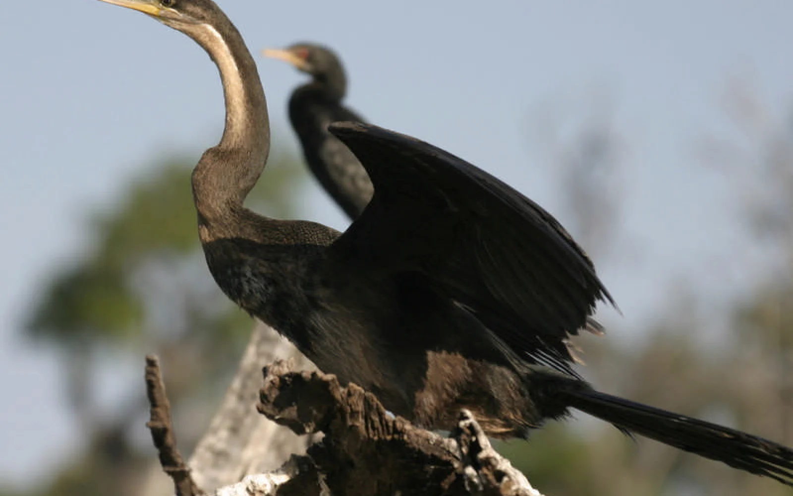 Am Chobe-Fluss sind viele Wasservögel zu beobachten: Schlangenhalsvogel