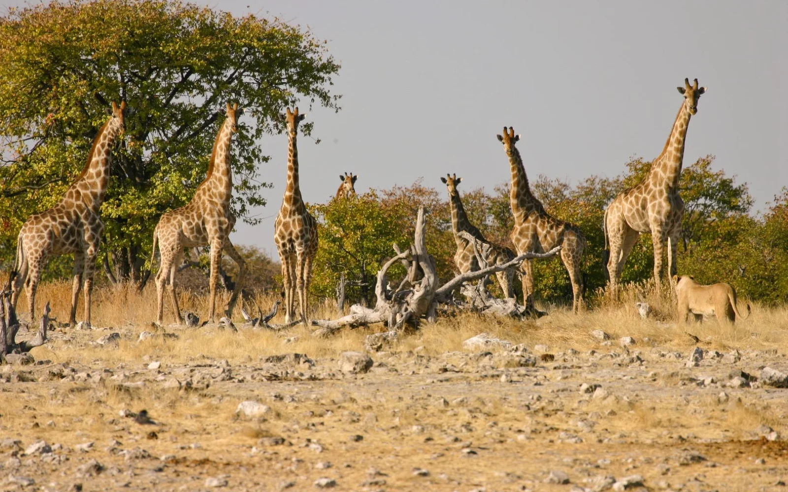 Auf Pirschfahrten im Etosha-Nationalpark ...
