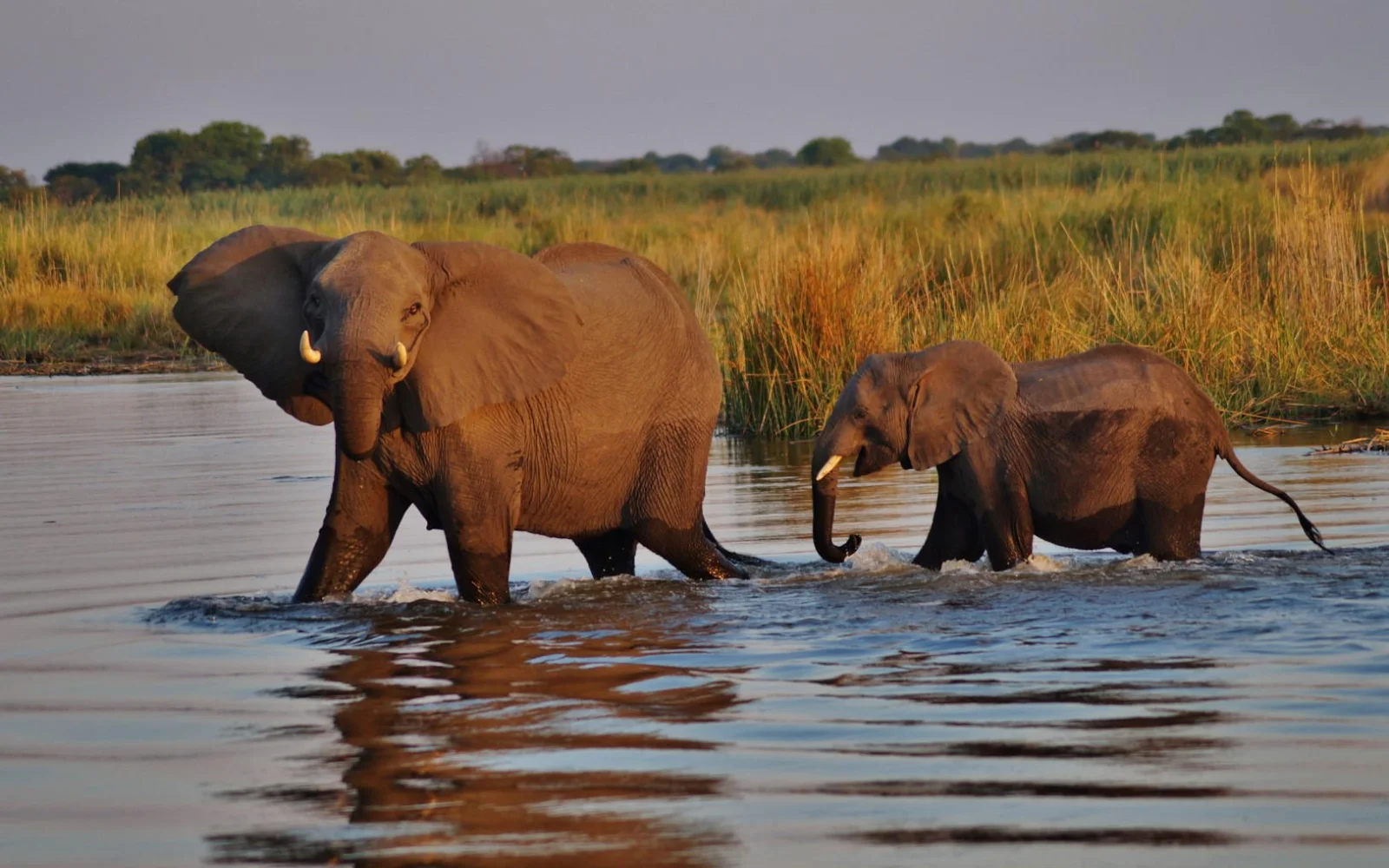 Chobe-Nationalpark, bekannt für seine großen Elefantenherden