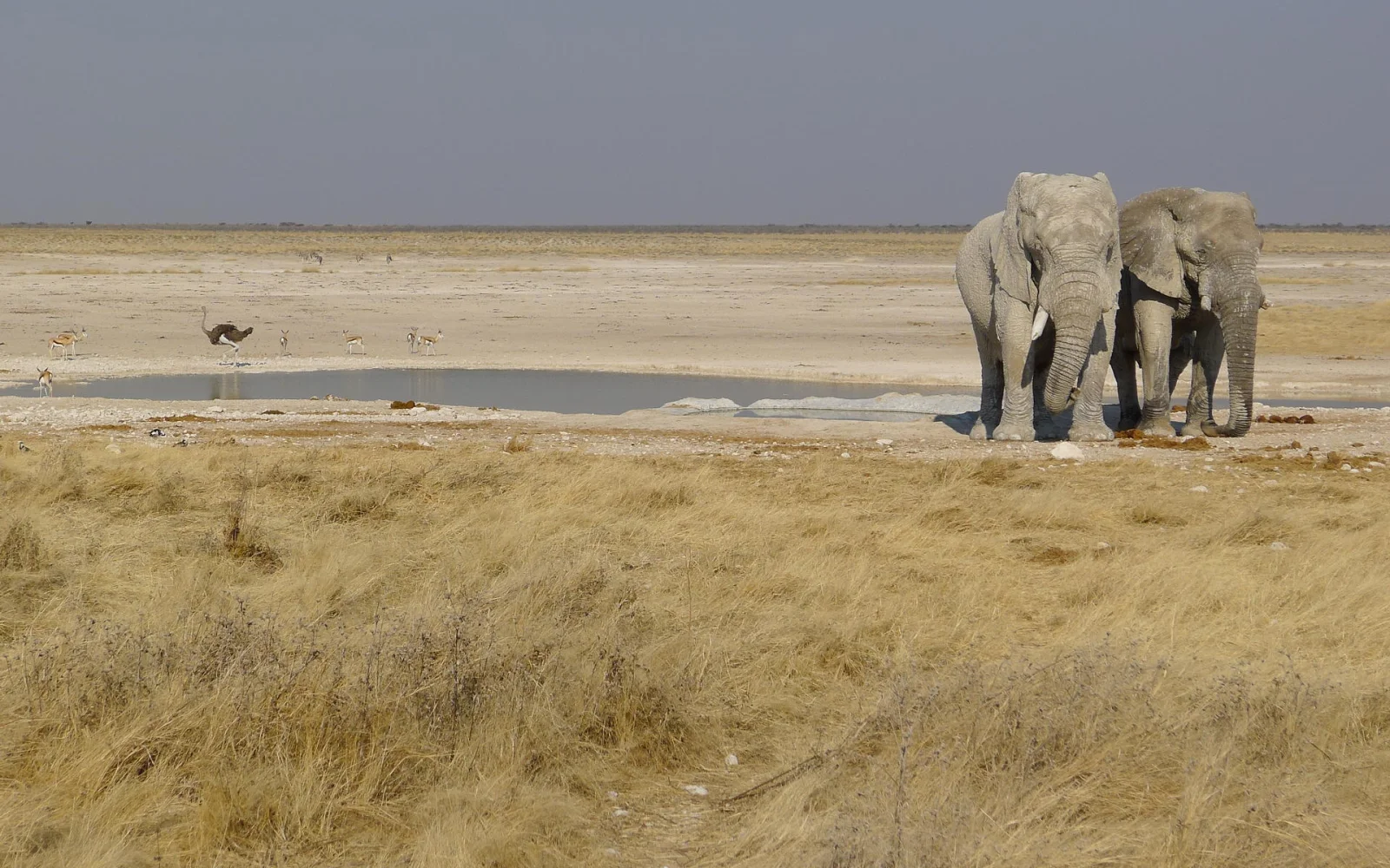 Tierbegegnungen im Etosha Nationalpark