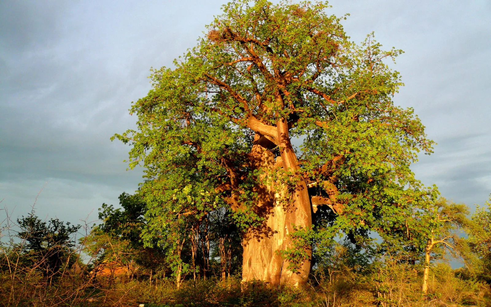 Afrikanischer Affenbrotbaum, der Baobab 