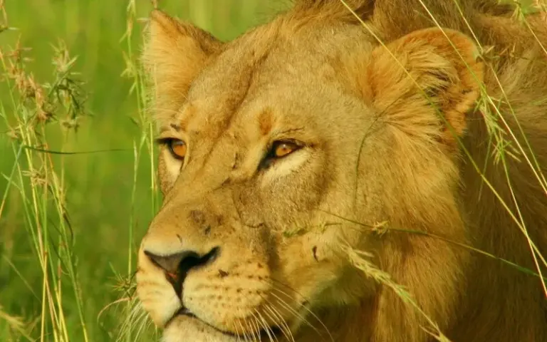 Intensive Safaris und Tierbeobachtungen im Moremi-Wildreservat