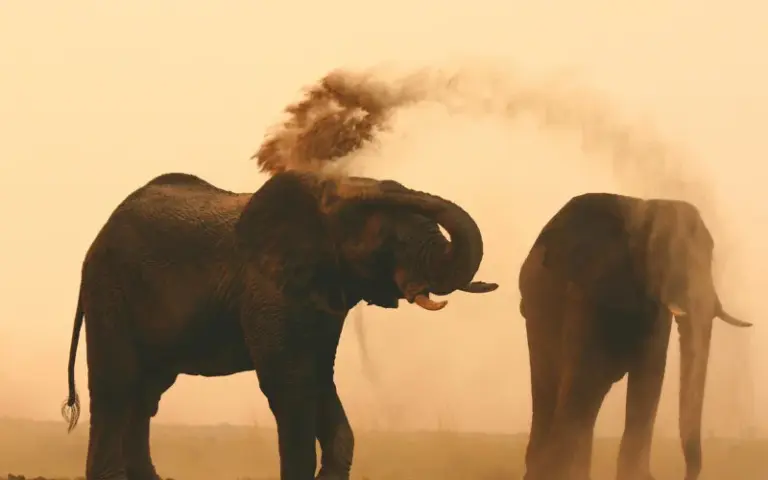 Natur- und Wildniserlebnisse im Savuti und Chobe Nationalpark
