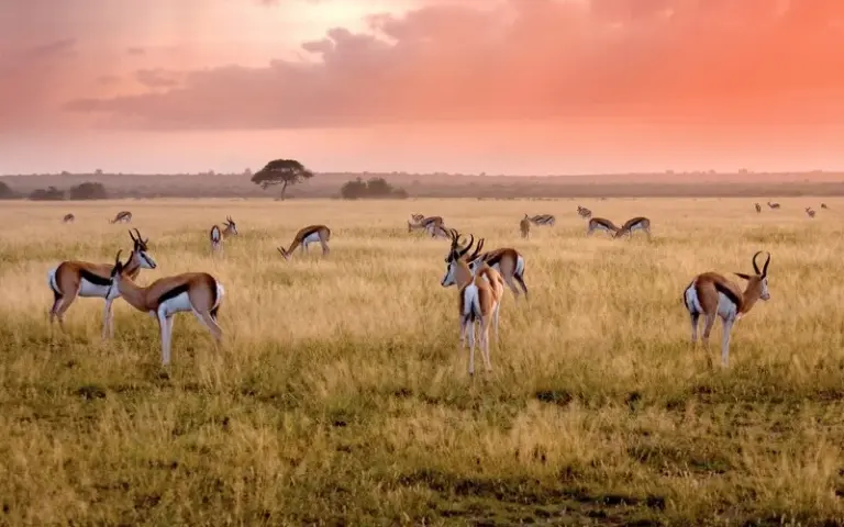 Drei Tage unterwegs im Zentral Kalahari-Wildreservat