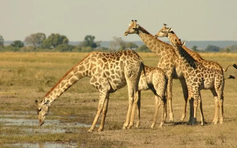 Pirschfahrt im Makgadikgadi-Nationalpark