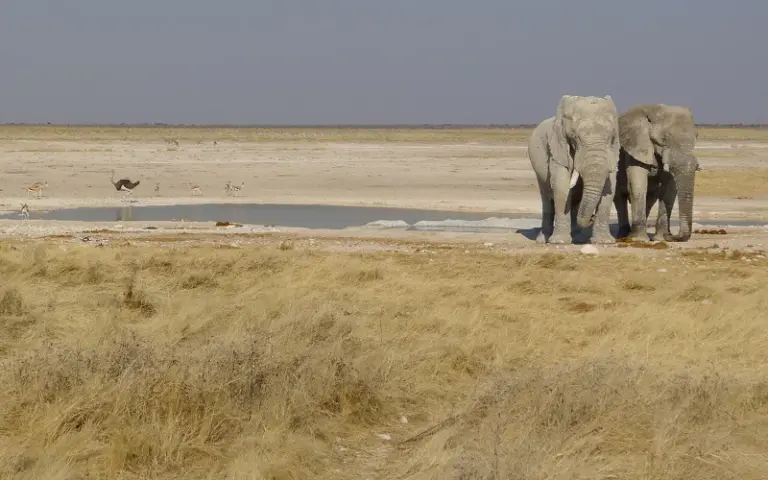 Tierbeobachtungen im Etosha-Nationalpark 