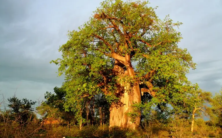 Freizeit am Rand des Okavango-Delta