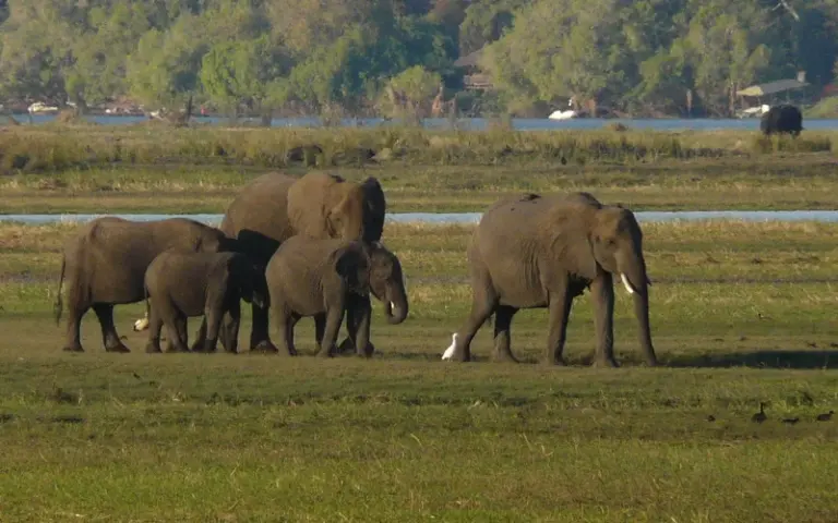 Tierbeobachtungen zu Wasser und zu Land im Chobe-Nationalpark
