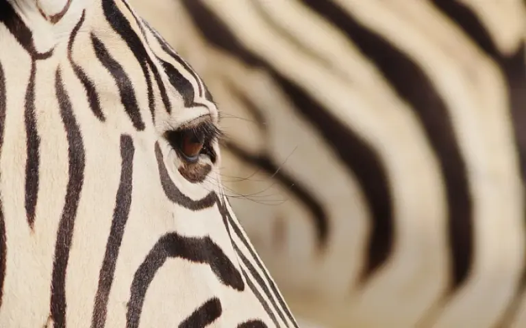 Tierbeobachtungen im Etosha Nationalpark