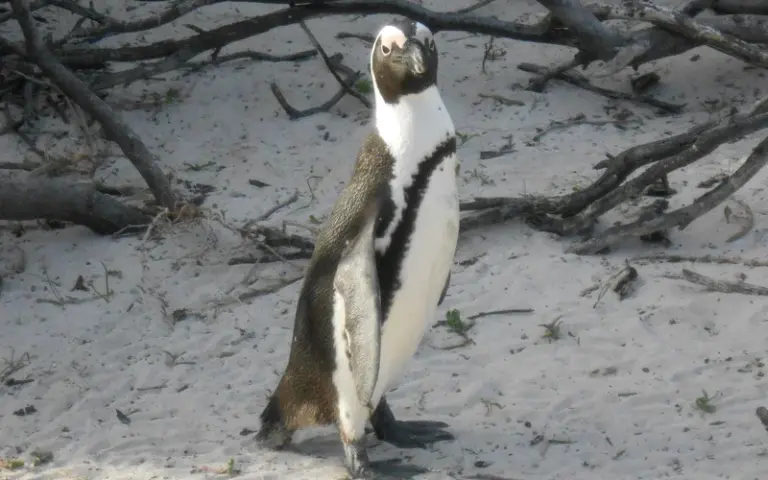 Ankunft in Kapstadt, Kap der guten Hoffnung und Pinguinbeobachtung