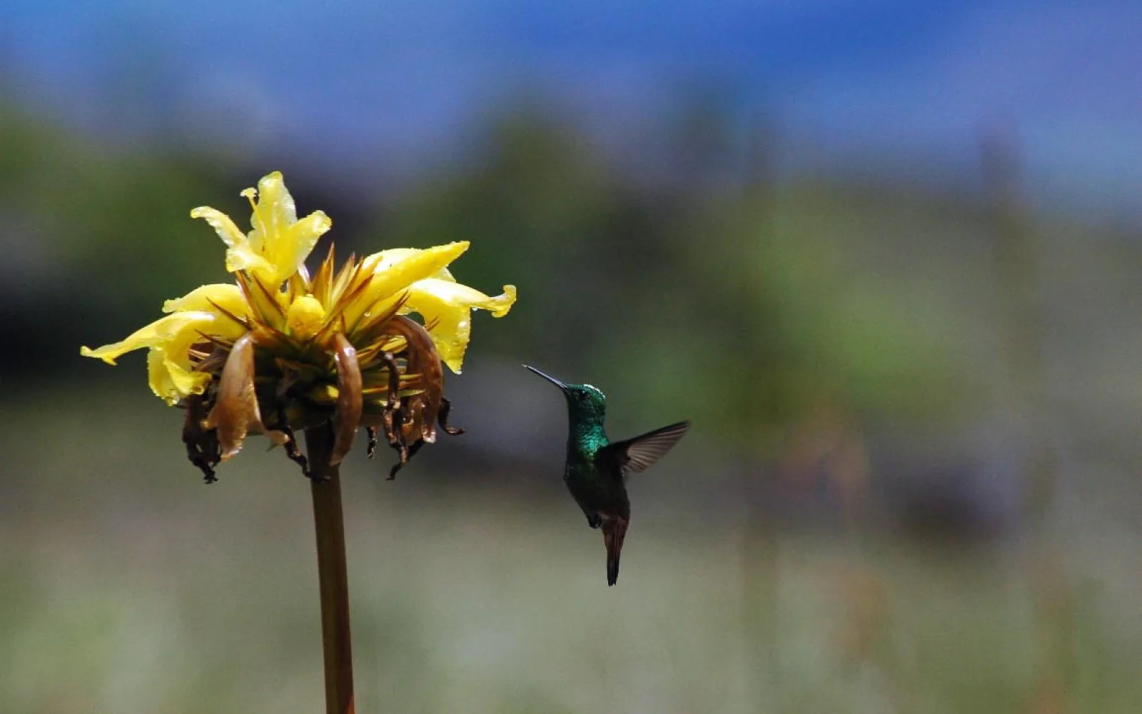 Auf der Lodge lassen sich wunderbar Kolibris beobachten 