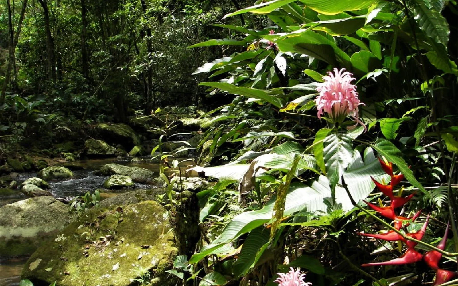 Hier finden Sie eine höhere Artenvielfalt als im Amazonas