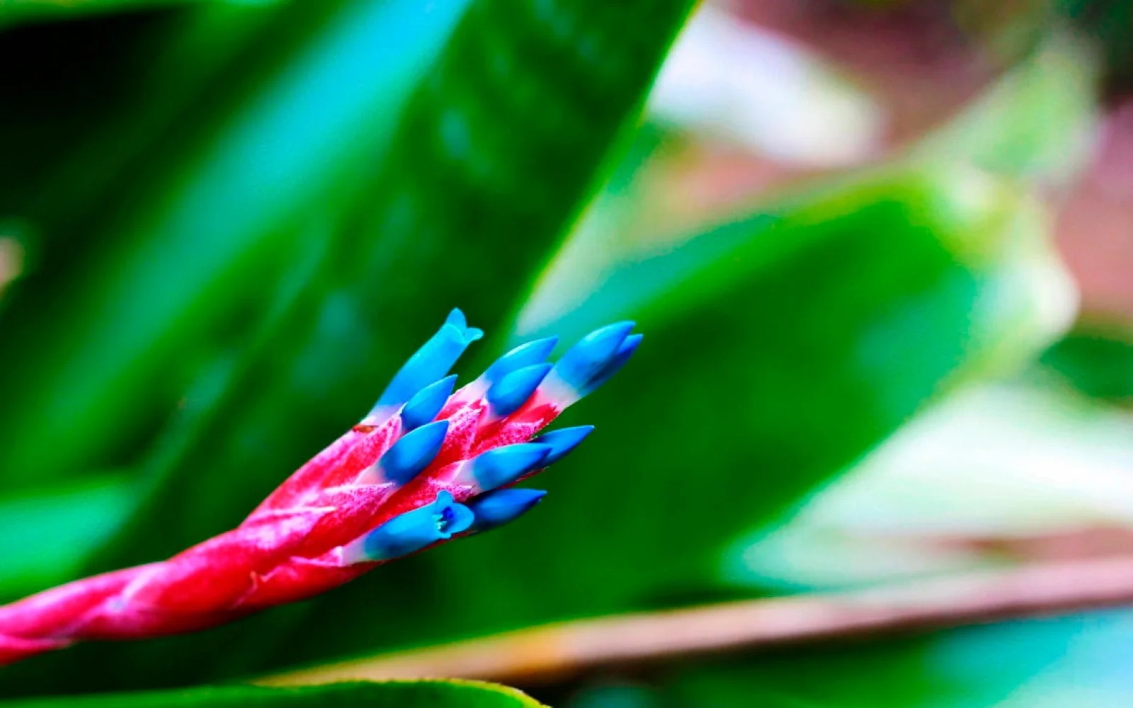 ... und so einige botanische Wunder