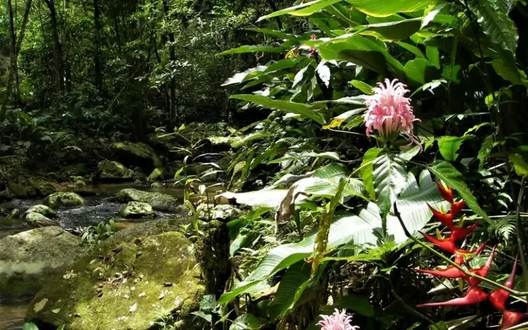 Weiterfahrt und Wanderung im Atlantischen Regenwald