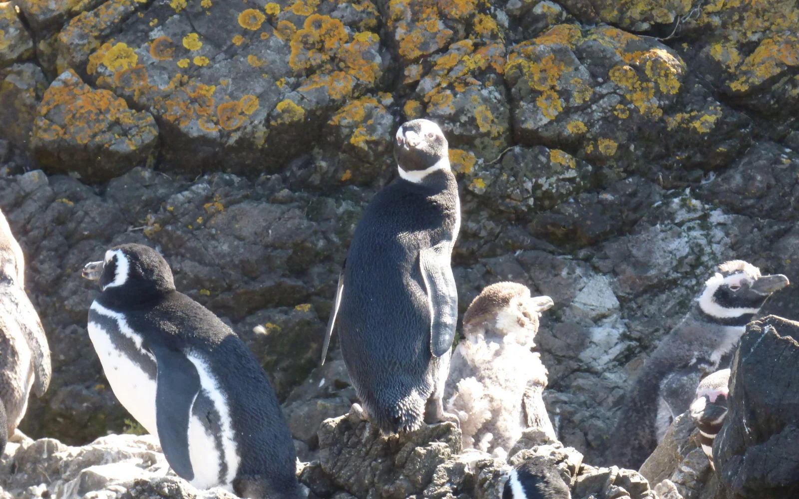 Bei einem Bootsausflug können Sie Magellan- und Humboldt-Pinguine sehen