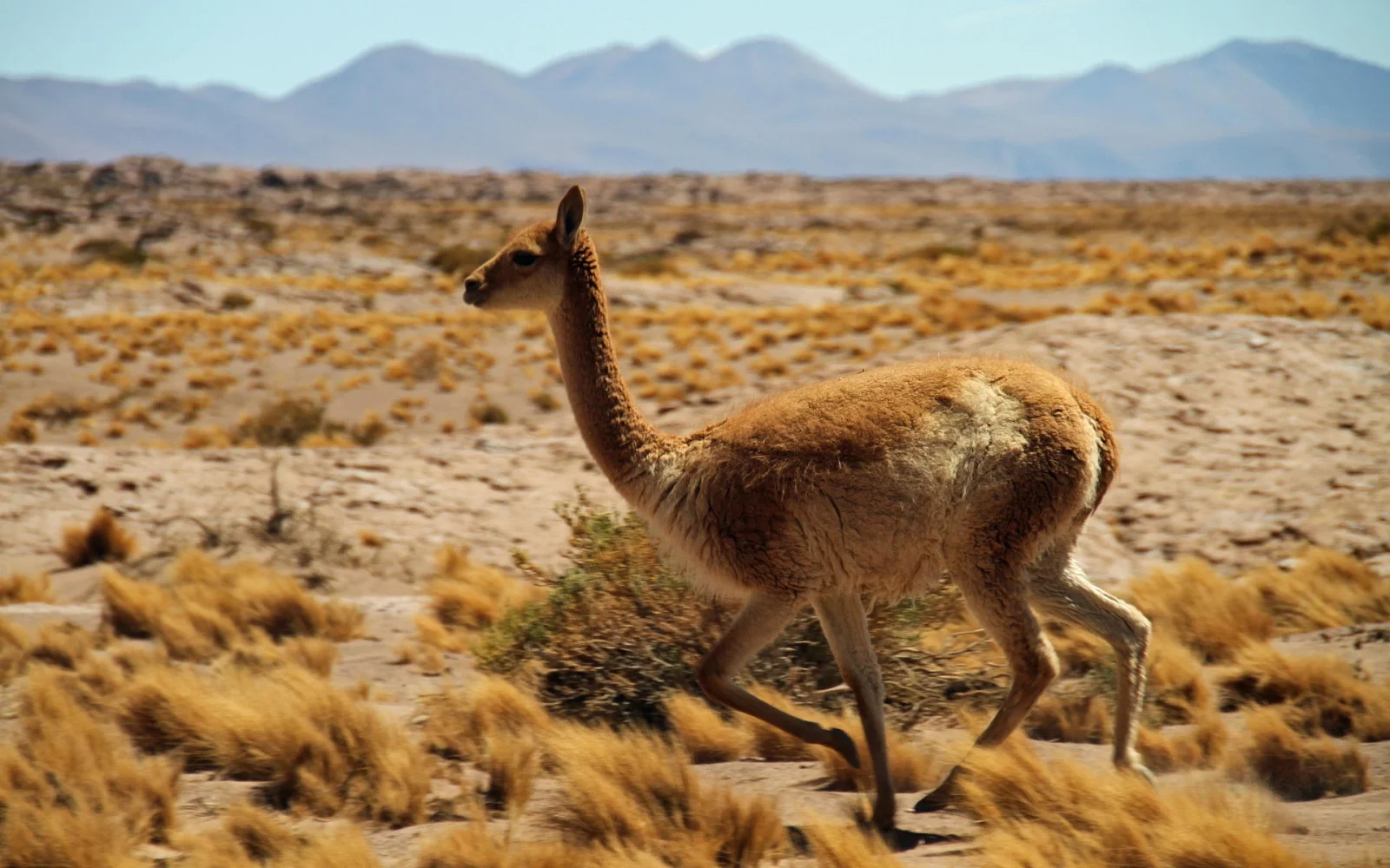 Grazile Vicunas durchqueren die Atacama