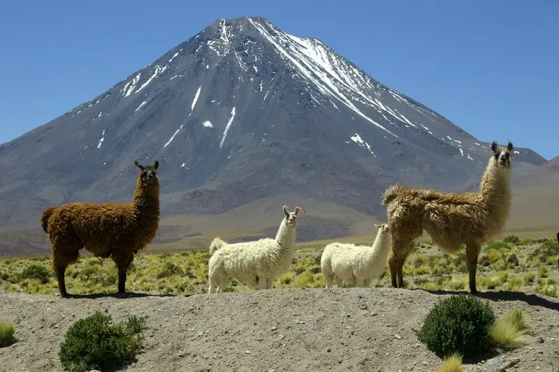 Eine Gruppe von vier Alpaka- beziehungsweise Lamastuten steht auf einer trockenen Hochebene im südamerikanischen Altiplano. Im Hintergrund ragt der schneebedeckte, kegelförmige Vulkan Licancabur unter einem klaren, tiefblauen Himmel auf.
