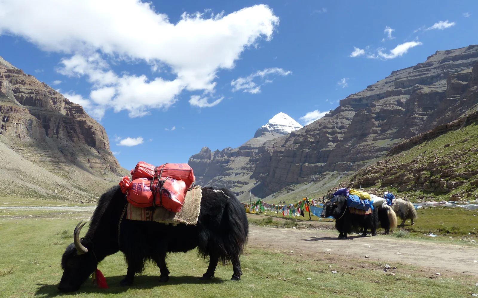 Ihr Gepäck wird mit Yaks transportiert.