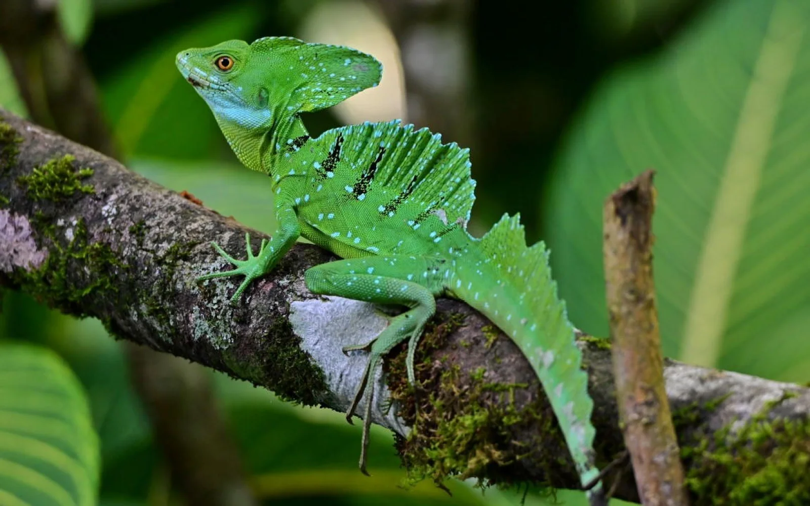 Wanderungen zwischen Leguan, Gecko und Stirnlappenbasilisk. (R. Lubiger)