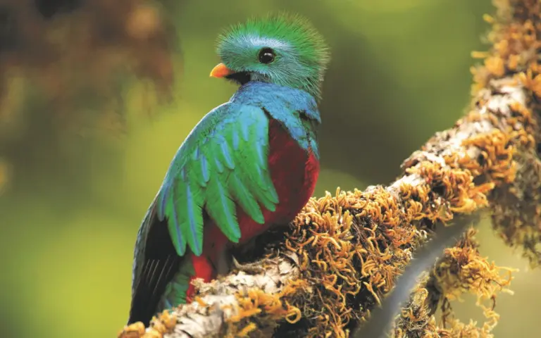 Sagenumwobene Quetzale bewohnen die Nebelwälder südlich von San José.
