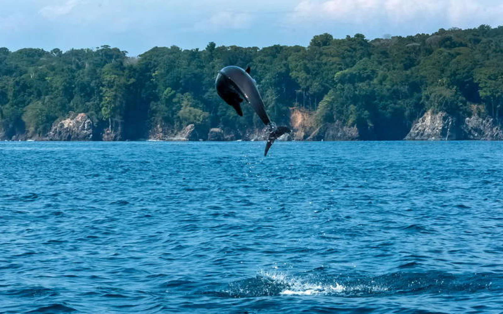 Delfine sind häufige Begleiter bei dem Ausflug zur Isla del Caño.