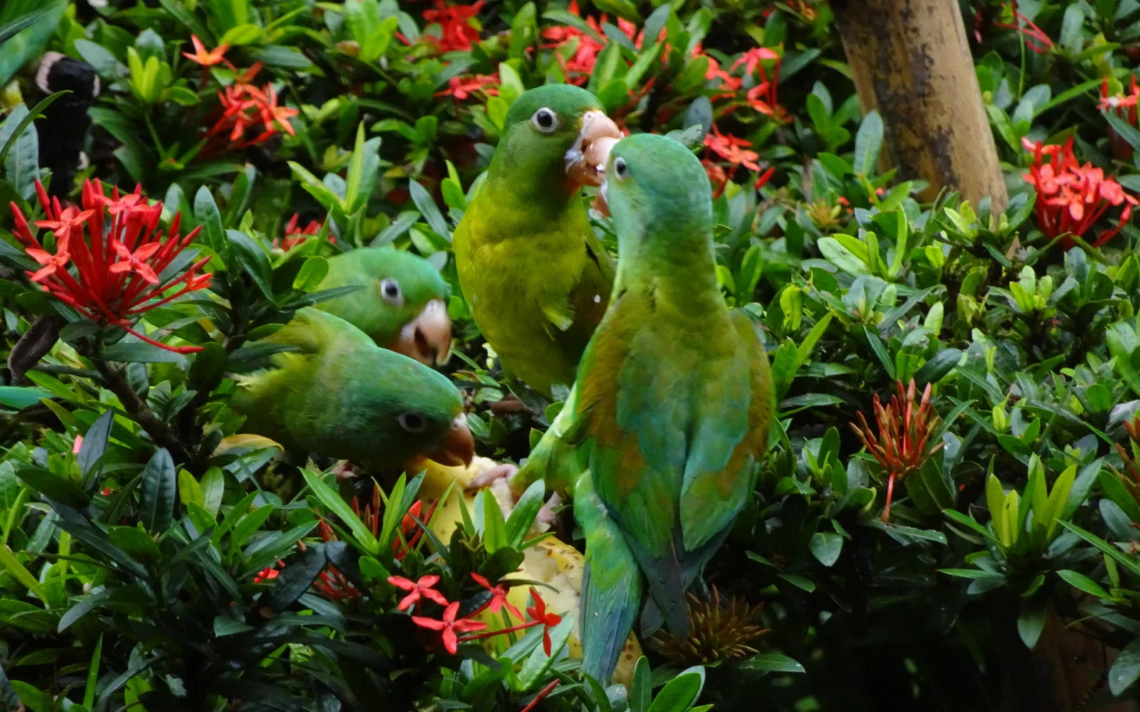 In Costa Rica kommen etwa dreimal so viele Vogelarten vor, wie hierzulande.