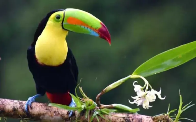 Flug ins Naturparadies Costa Rica