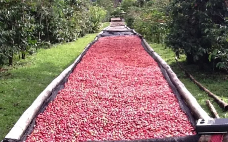Naturwanderung und Kaffeegenuss in Panama