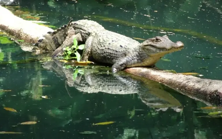 Regenwaldwanderung und Bootstour im üppigen Wald der Kanäle
