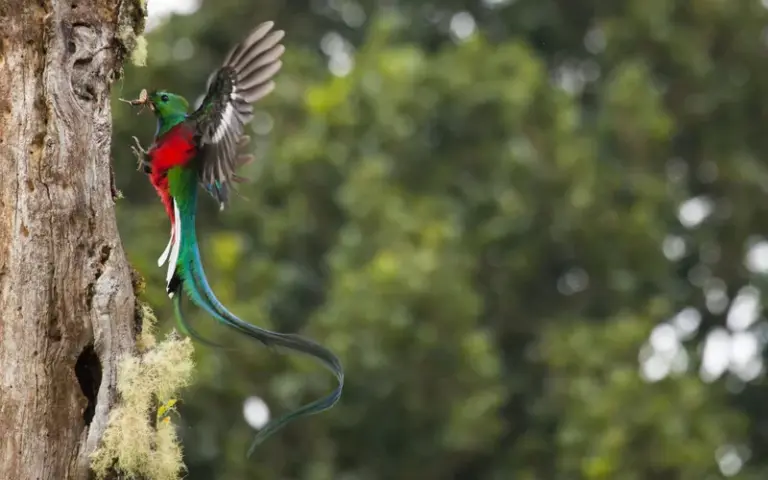 Weiterfahrt in den Nebelwald, ein Paradies für Vogelbeobachtungen