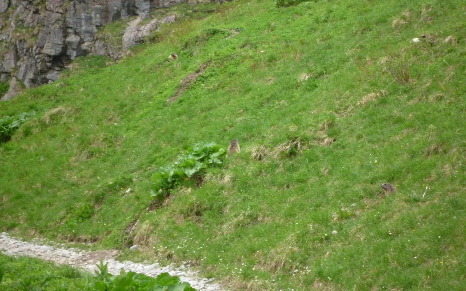 Suchbild: Murmeltiere am Kärlingerhaus – wer findet sie alle?