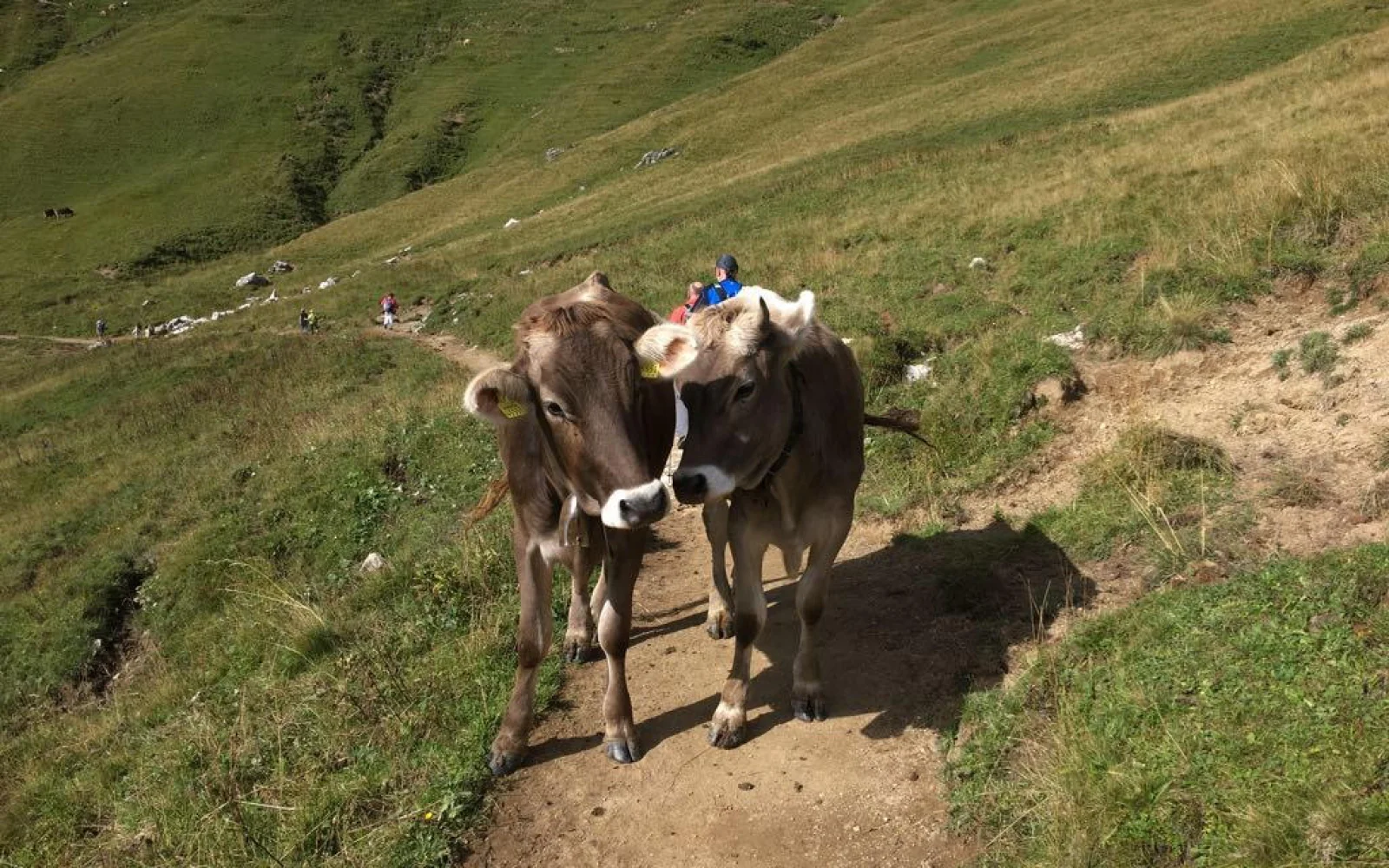 Tierische Wegbegleiter, denen Sie immer wieder begegnen