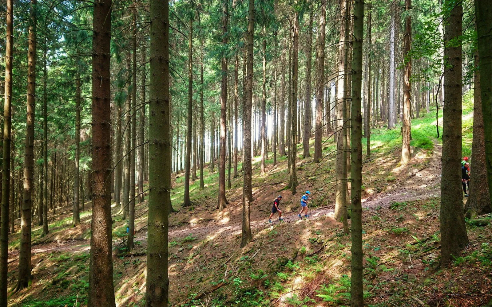 Die Trails führen durch urige Wälder, über Felder und traditionelle Orte