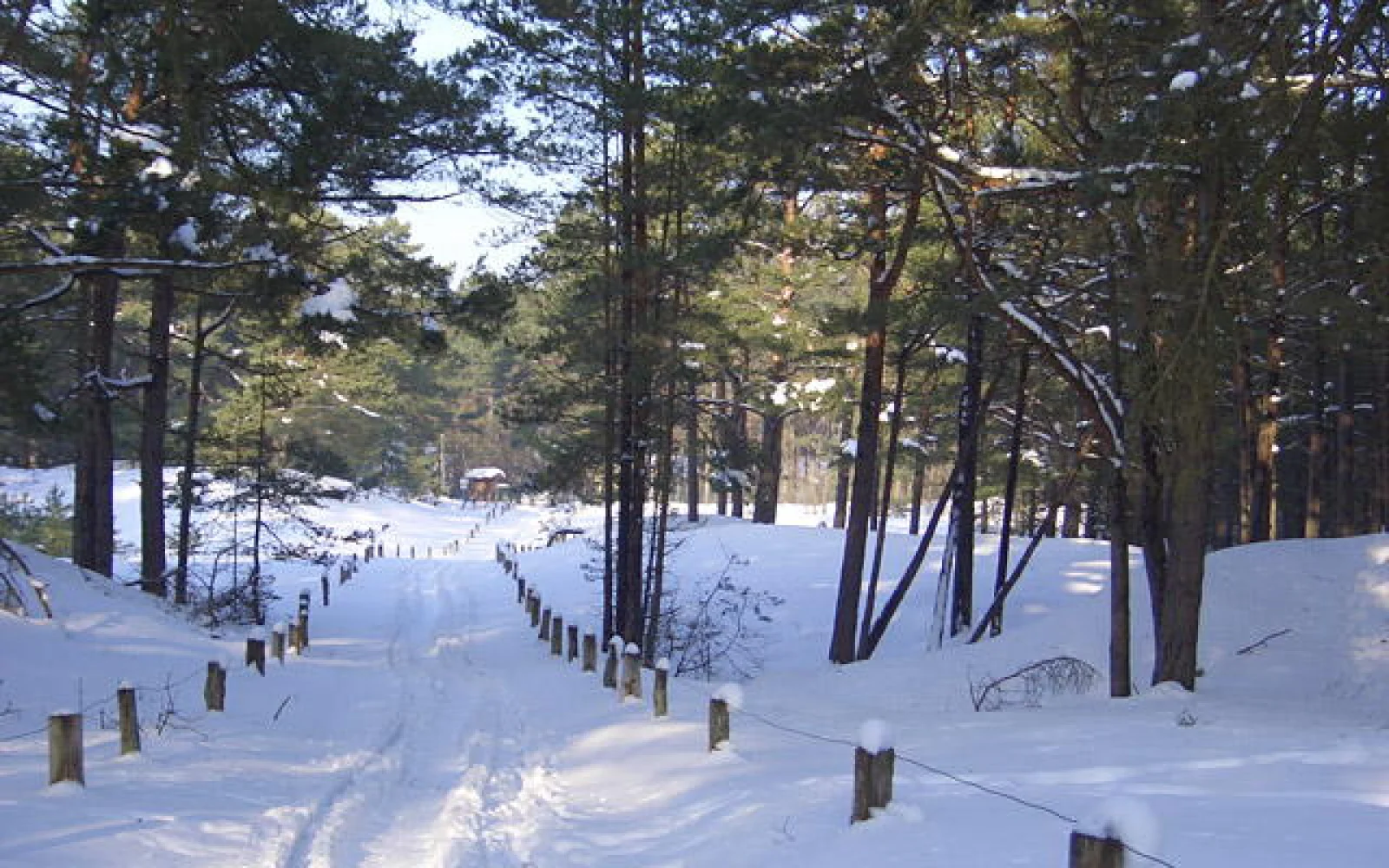 und im Darßer Wald
