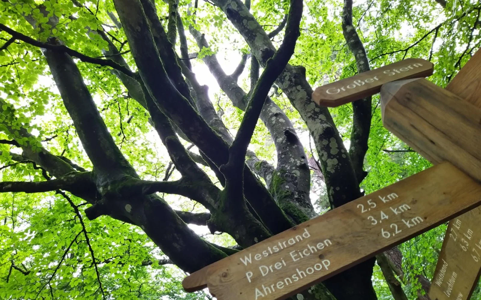 Der Darßer Urwald - wir erradeln ihn am Samstag.