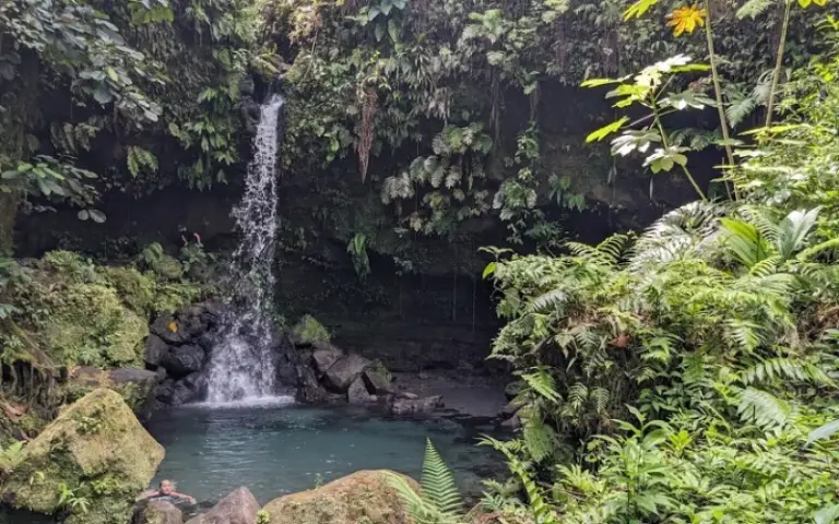 Wanderung in das Herz des Regenwaldes: Nationalpark Morne Trois Piton